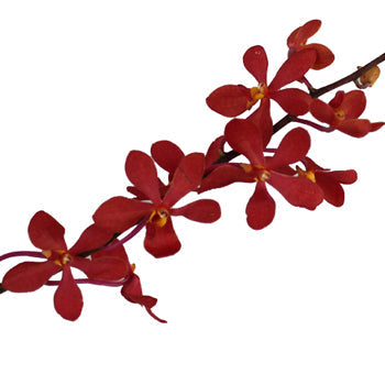 Ruby Red Mokara Orchid