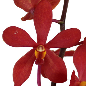 Ruby Red Mokara Orchid