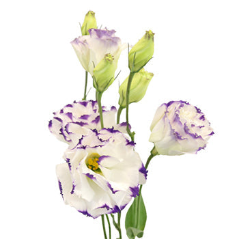 Purple Tipped Lisianthus Wedding Flower