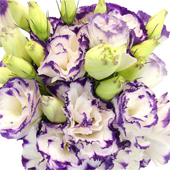 Purple Tipped Lisianthus Wedding Flower