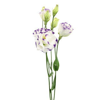 Super Magic Purple and White Lisianthus Wholesale Flower Stem