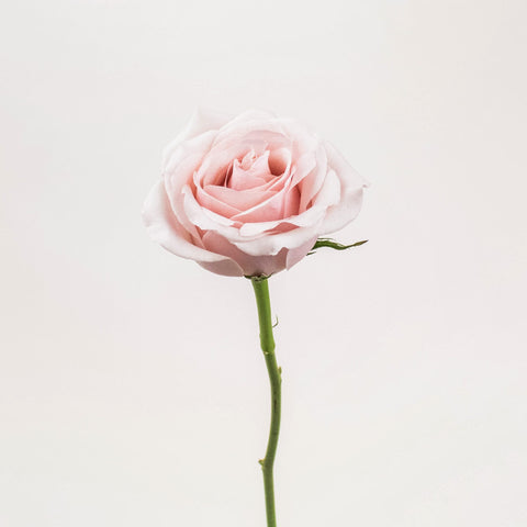 Suspiro Nude Rose Stem