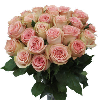 Sweet Elegance Bicolor Rose