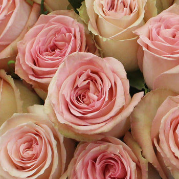 Sweet Elegance Bicolor Rose
