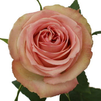Sweet Elegance Bicolor Rose