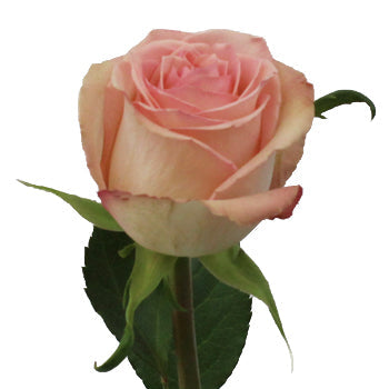 Sweet Elegance Bicolor Rose