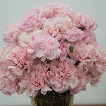 Sweet Pink Carnation Flowers In a vase