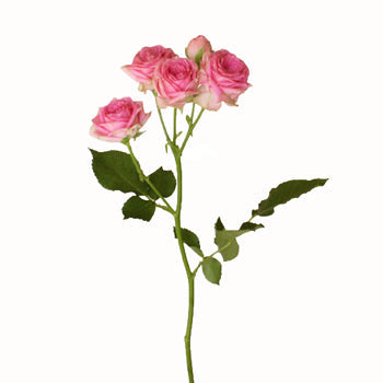 Sweet Sensation Pink Spray Rose Side Stem View