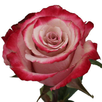Sweetberry Lavender Fresh Cut Rose Stem
