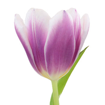 Synaeda Purple and White Tulip Wholesale Flower Up close