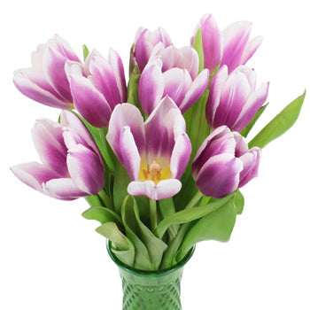 Synaeda Purple and White Fringe Tulip Wholesale Flower In a vase