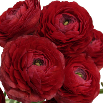 Fire Red Italian Cloony Ranunculus