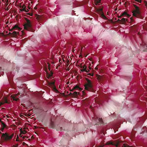 Tenderly Bicolor Dark Pink and White Wholesale Carnations Up close
