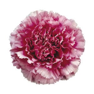 Tenderly Bicolor Dark Pink and White Carnations bloom
