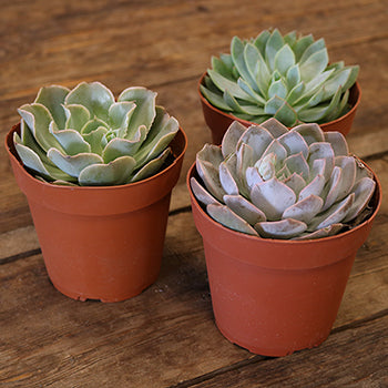 Save the Growers Californian Succulents