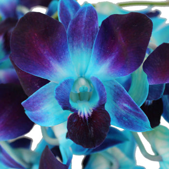 Tie Dyed Loose Orchid Blooms