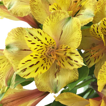 Tiger Stripe Peruvian Lilies Alstromeria Flowers Up Close