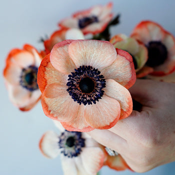 Tinted Coral Anemone Wholesale Flower Stem