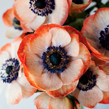 Tinted Coral Anemone Wholesale Flower Upclose