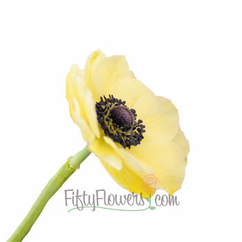 Tinted Yellow Anemone Wholesale Flower Stem