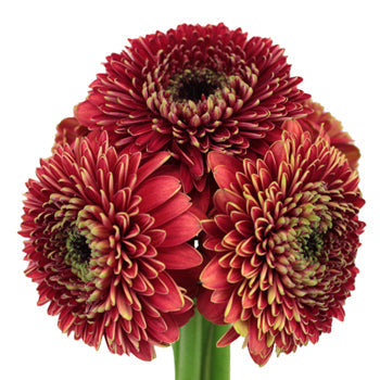 Crimson Rust Gerrondo Gerbera Daisies