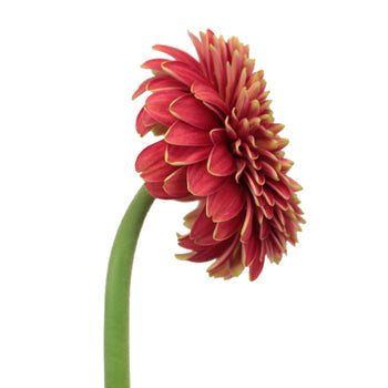 Crimson Rust Gerrondo Gerbera Daisies