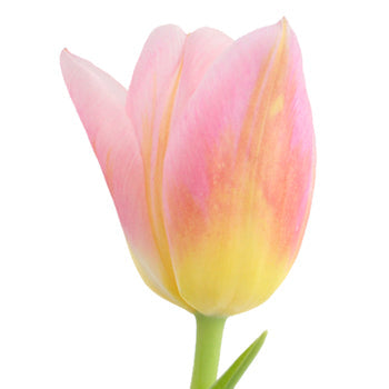 Tom Pouce Pink and Yellow Tulip Wholesale Flower Up close