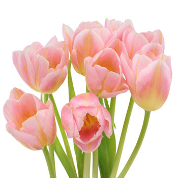 Tom Pouce Pink and Yellow Fringe Tulip Wholesale Flower In a vase