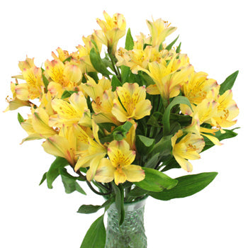 Bright Yellow Alstroemeria Flower