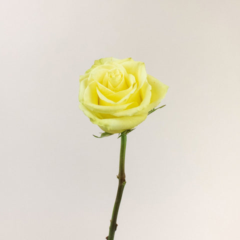 Totem Green Rose Stem