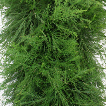 Tree Fern Garland