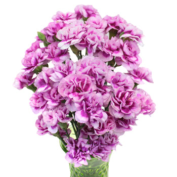 Trendy Mini Carnation Flowers In a vase