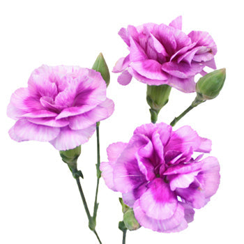 Trendy Mini Carnation Stem