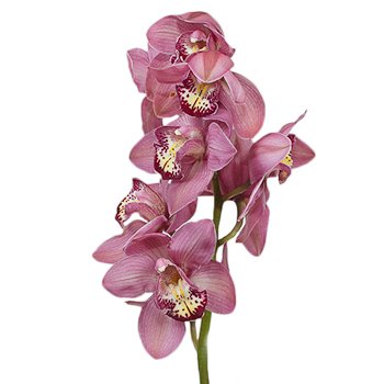 Pink Cymbidium Orchids Burgundy Lip
