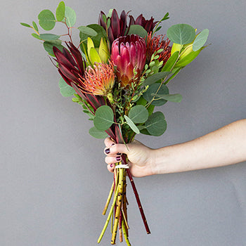 Tropical Protea Wholesale Bunch in a hand