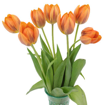 Tulips Orange with Purple Standard Wholesale Flower in a Vase