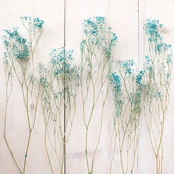 Crystal Cove Turquoise Dried Baby's Breath