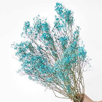 Crystal Cove Turquoise Dried Baby's Breath