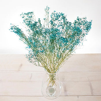 Crystal Cove Turquoise Dried Baby's Breath
