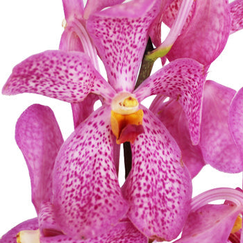 Hot Pink Bicolor Mokara Orchids