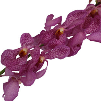 Purple Berry Sparkles Mokara Orchid