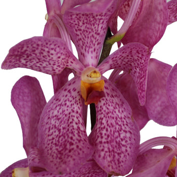 Purple Berry Sparkles Mokara Orchid