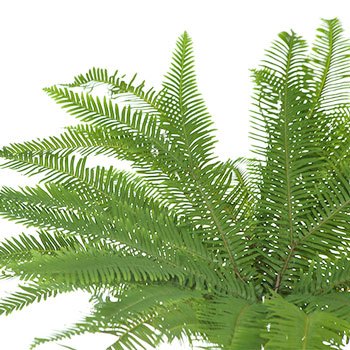Umbrella Fern Greenery