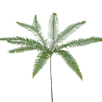 Umbrella Fern Greenery