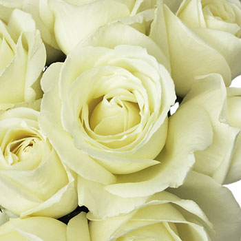 Vanilla Cream Garden Roses up close