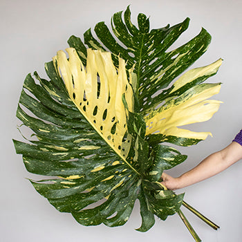 Designer Monstera Leaves Extra Large