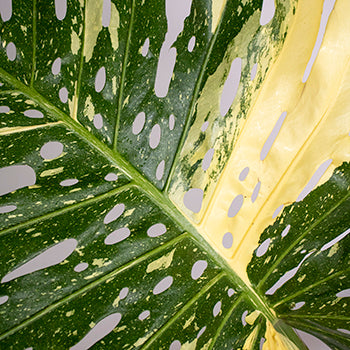 Wholesale greenery monstera leaves small variegated