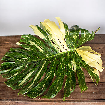 Monstera Leaves Tropical Greenery Medium