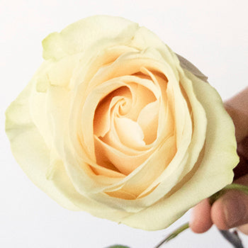 Delicate Snowflakes Vendela Roses