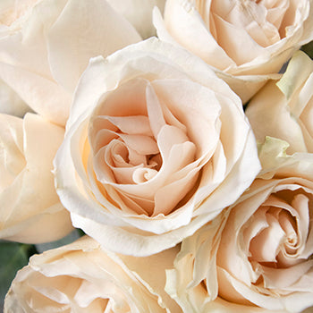 Delicate Snowflakes Vendela Roses